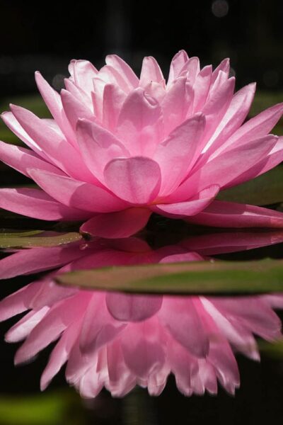 Божията милост